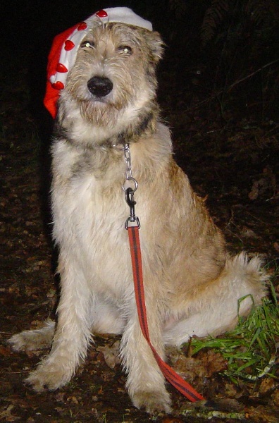 Alf des garous d'ebene