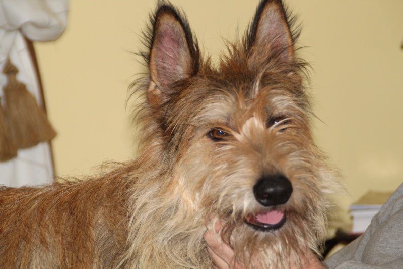 Fidis des garous d'ebene